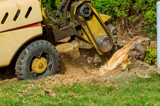 Best Fruit Tree Pruning  in Cold Spring, NY