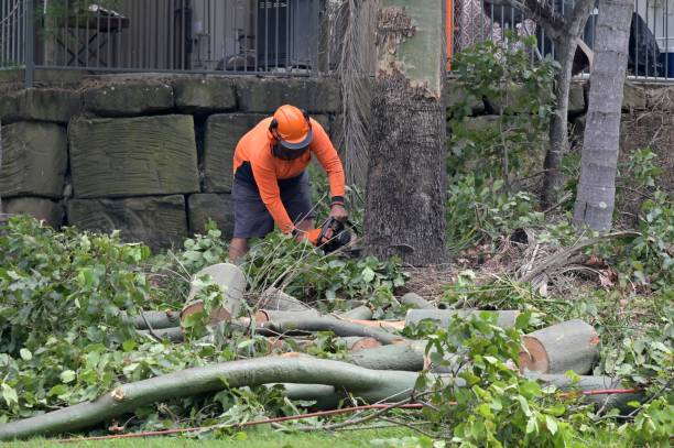 Best Tree Maintenance Programs  in Cold Spring, NY