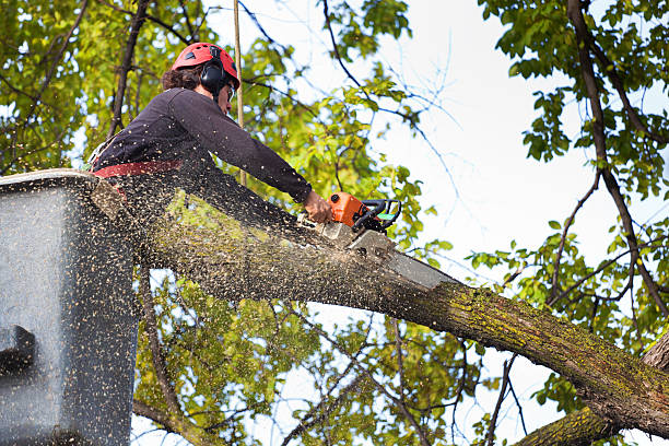 Best Tree Mulching  in Cold Spring, NY